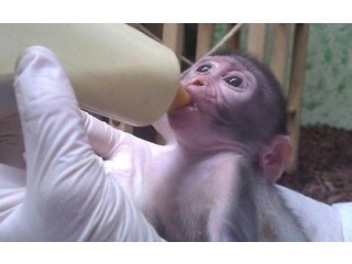 Bébé singe capucin 3 mois élevé en famille