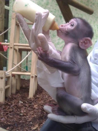 bebe-singe-capucin-3-mois-eleve-en-famille-big-1
