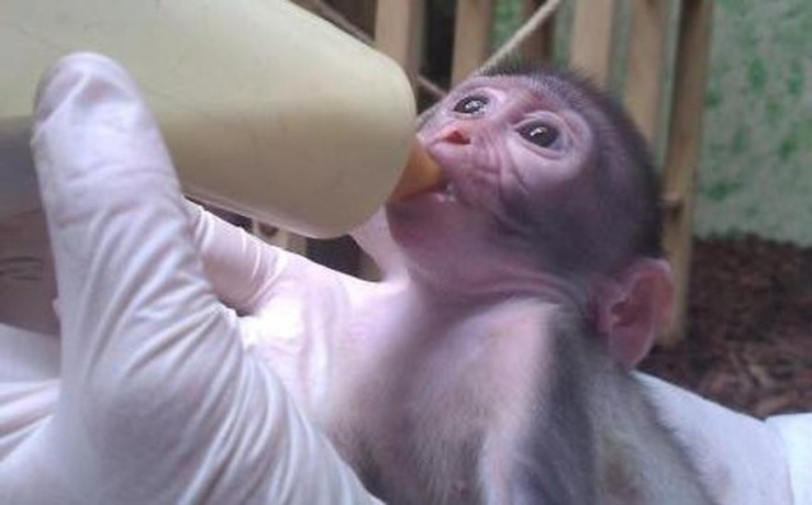 bebe-singe-capucin-3-mois-eleve-en-famille-big-0
