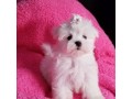 magnifique-chiots-bichon-maltais-small-0