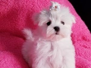 magnifique-chiots-bichon-maltais