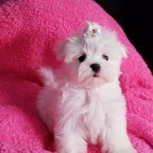 magnifique-chiots-bichon-maltais-big-0