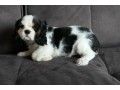 chiot-cavalier-king-charles-spaniel-small-1