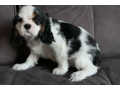 chiot-cavalier-king-charles-spaniel-small-0