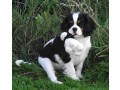 chiot-cavalier-king-charles-spaniel-small-2