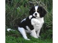 chiot-cavalier-king-charles-spaniel-small-2