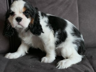 chiot-cavalier-king-charles-spaniel