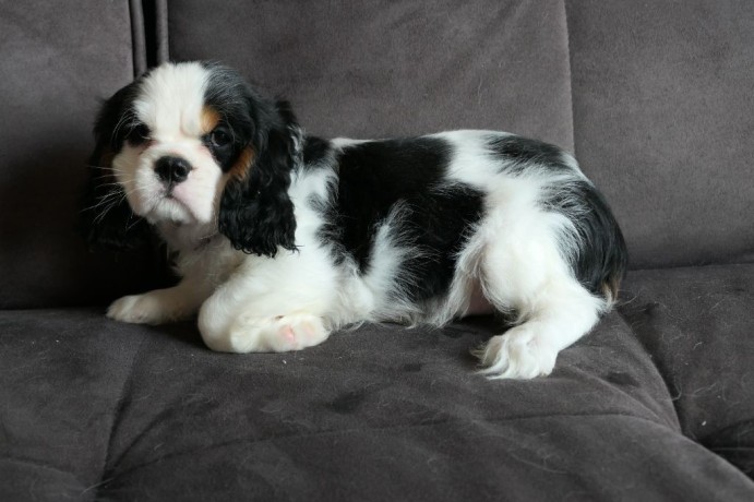 chiot-cavalier-king-charles-spaniel-big-1