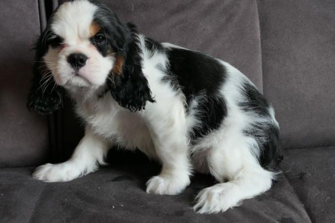 chiot-cavalier-king-charles-spaniel-big-0