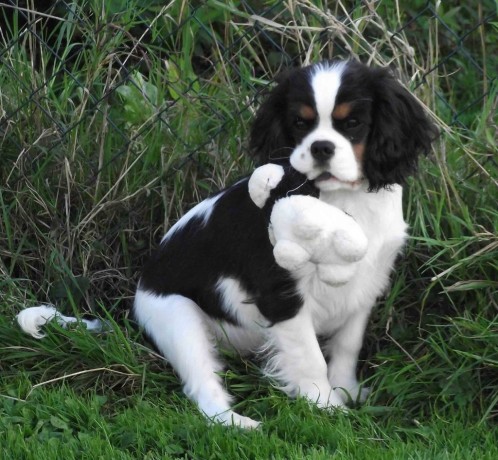 chiot-cavalier-king-charles-spaniel-big-2