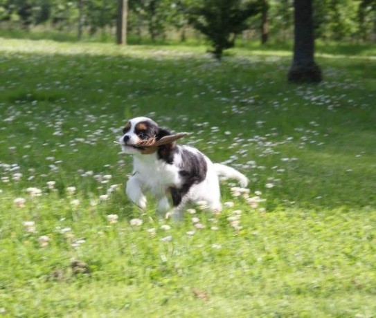 chiot-cavalier-king-charles-spaniel-big-3