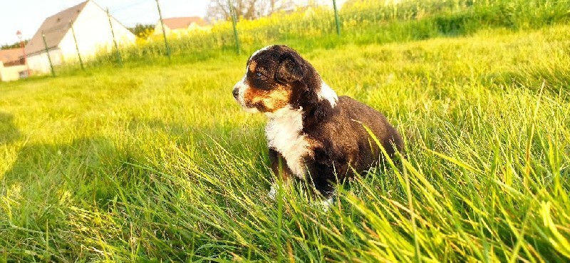 chiots-berger-australien-big-2