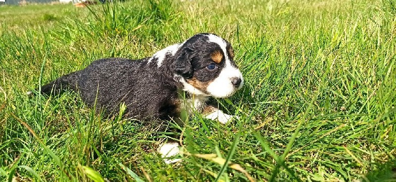 chiots-berger-australien-big-3