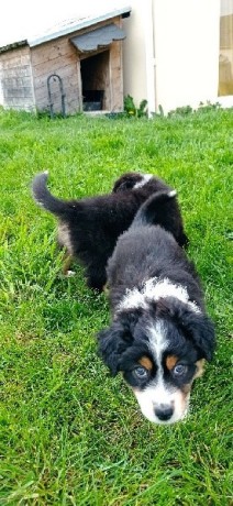 chiots-berger-australien-big-1