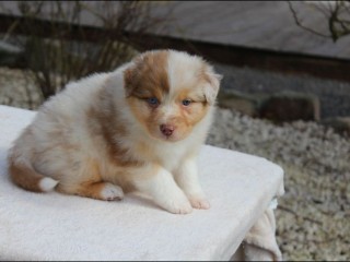 donne-mignonne-chiot-berger-australien