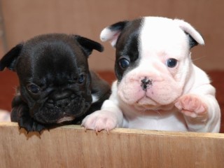 adonner-deux-chiots-bouledogue-francais