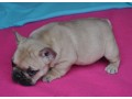 a-donner-chiot-bouledogue-francais-small-1