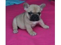 a-donner-chiot-bouledogue-francais-small-0