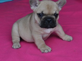 a-donner-chiot-bouledogue-francais