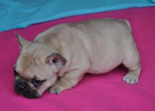 a-donner-chiot-bouledogue-francais-big-1