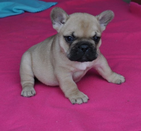 a-donner-chiot-bouledogue-francais-big-0