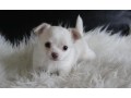 a-donner-chiot-chihuahua-femelle-small-0