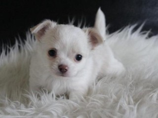 a-donner-chiot-chihuahua-femelle