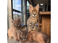 chaton-servalcaracalsavannah-small-1