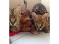 chaton-servalcaracalsavannah-small-3
