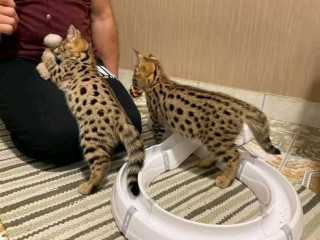 Chaton serval,caracal,savannah
