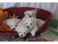 magnifiques-chiots-bichon-maltais-lof-small-0