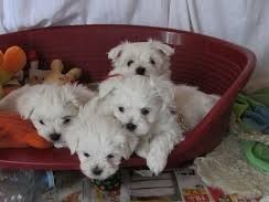 magnifiques-chiots-bichon-maltais-lof