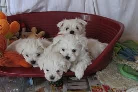 magnifiques-chiots-bichon-maltais-lof-big-0