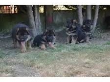 chiots-berger-allemand