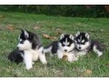 chiots-husky-siberien-lof-small-0