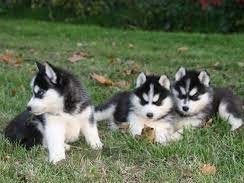 chiots-husky-siberien-lof