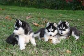 chiots-husky-siberien-lof-big-0