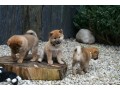 chiots-shiba-inu-small-0