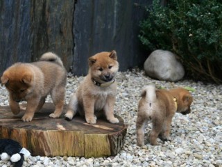 chiots-shiba-inu