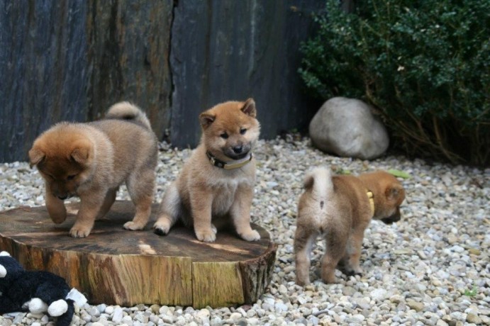 chiots-shiba-inu-big-0