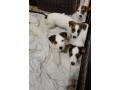 chiots-jack-russell-non-lof-small-0