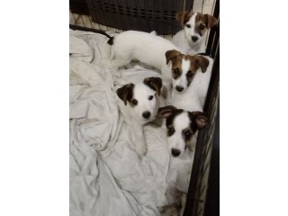 Chiots jack Russell non LOF