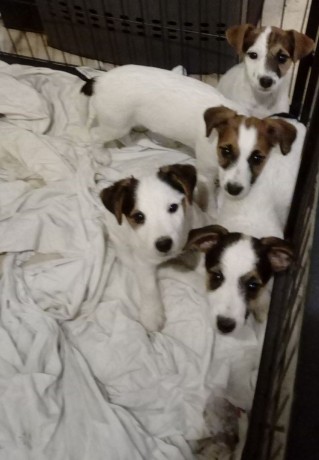 chiots-jack-russell-non-lof-big-0