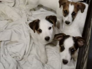 chiots-jack-russell-non-lof