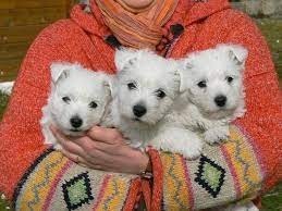 adorables-chiots-westie