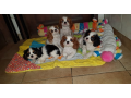 magnifiques-chiots-cavalier-king-charles-small-0