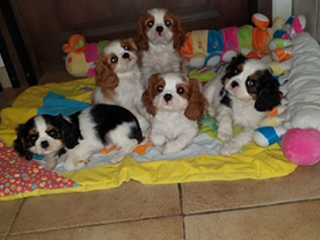 magnifiques-chiots-cavalier-king-charles