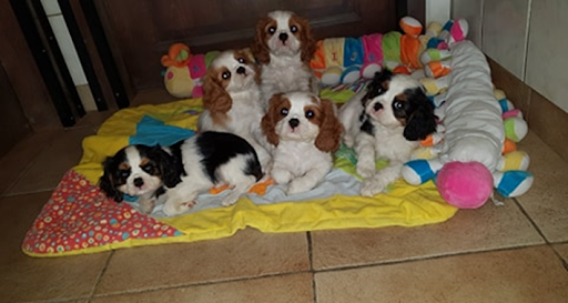 magnifiques-chiots-cavalier-king-charles-big-0