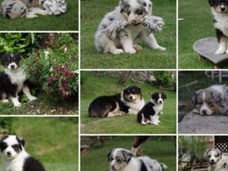 chiots-berger-australien