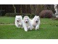 chiots-samoyede-small-0